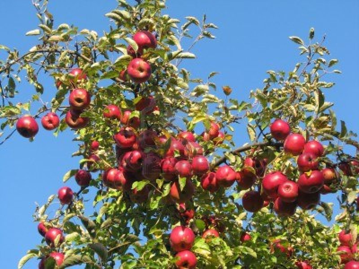 12710264-apple-takken-beladen-met-rode-rijpe-appels-tegen-een-levendige-blauwe-hemel--natuurlijk-licht