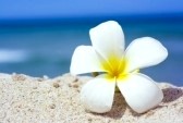3180732-tropische-bloem-plumeria-alba-op-het-strand